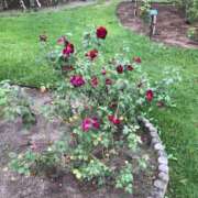 ヒメ日記 2025/06/20 14:39 投稿 さりな ぽっちゃり巨乳専門店 町田相模原ちゃんこ