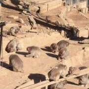 ヒメ日記 2026/01/04 15:22 投稿 みろ フェアリー町田