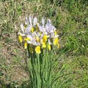 ヒメ日記 2025/04/26 17:03 投稿 宮春 里帆 人妻セレブ宮殿