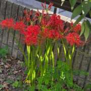 ヒメ日記 2025/09/27 19:02 投稿 宮春 里帆 人妻セレブ宮殿