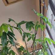 ヒメ日記 2025/10/01 08:30 投稿 宮春 里帆 人妻セレブ宮殿