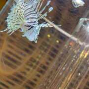 ヒメ日記 2025/04/22 05:06 投稿 柏木(かしわぎ) 相模原人妻城