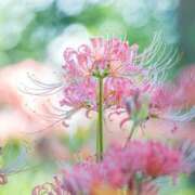 ヒメ日記 2025/09/18 01:48 投稿 柏木(かしわぎ) 相模原人妻城