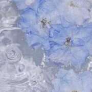 ヒメ日記 2025/04/03 20:00 投稿 新人・杏(あん) グランドオペラ福岡