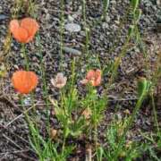 ヒメ日記 2025/05/19 09:37 投稿 りえ 完熟ばなな 立川