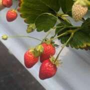 ヒメ日記 2025/04/28 10:53 投稿 みつき 逢って30秒で即尺