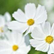 ヒメ日記 2025/09/15 08:50 投稿 まおり 豊満倶楽部