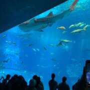 ヒメ日記 2025/04/07 23:18 投稿 みいな 沖縄素人図鑑