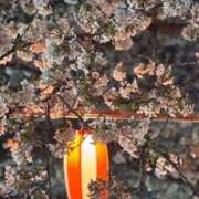 ヒメ日記 2025/04/09 21:28 投稿 あすか 群馬渋川水沢ちゃんこ