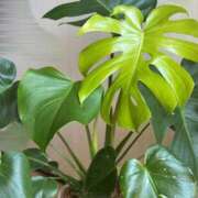 ヒメ日記 2026/03/24 11:58 投稿 あすか 群馬渋川水沢ちゃんこ