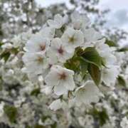 あすか お知らせ⋆͛📢⋆ 群馬渋川水沢ちゃんこ