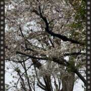 ヒメ日記 2025/04/08 16:57 投稿 秋穂 モアグループ所沢人妻城