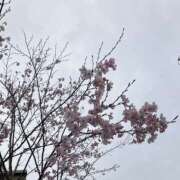 ヒメ日記 2026/03/24 17:36 投稿 秋穂 モアグループ所沢人妻城