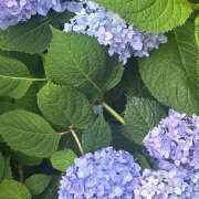 体験入店 にな いつもありがとう✅ コイバ