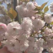 ヒメ日記 2025/04/27 14:19 投稿 あや 金瓶梅(きんぺいぱい)(雄琴)