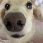 ヒメ日記 2025/04/07 09:06 投稿 のの ぼくらのデリヘルランドin久喜店