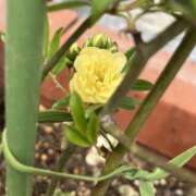 ヒメ日記 2025/04/22 05:26 投稿 有栖とまと 宇都宮CLUB