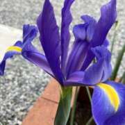 ヒメ日記 2025/04/25 14:36 投稿 有栖とまと 宇都宮CLUB