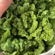 ヒメ日記 2025/11/15 05:46 投稿 有栖とまと 宇都宮CLUB