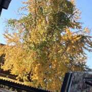 ヒメ日記 2025/12/01 14:26 投稿 有栖とまと 宇都宮CLUB