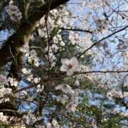 ヒメ日記 2026/04/04 05:10 投稿 有栖とまと 宇都宮CLUB