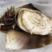 ヒメ日記 2026/04/19 00:01 投稿 有栖とまと 宇都宮CLUB