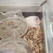 ヒメ日記 2025/04/13 12:26 投稿 上川いつき 宇都宮CLUB