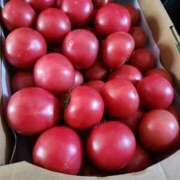 ヒメ日記 2025/06/06 09:46 投稿 上川いつき 宇都宮CLUB