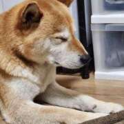 ヒメ日記 2025/06/22 10:56 投稿 上川いつき 宇都宮CLUB