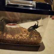 ヒメ日記 2025/07/13 00:56 投稿 上川いつき 宇都宮CLUB