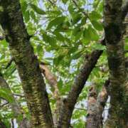 ヒメ日記 2025/07/25 18:46 投稿 上川いつき 宇都宮CLUB