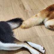 ヒメ日記 2025/09/15 06:46 投稿 上川いつき 宇都宮CLUB