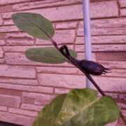 ヒメ日記 2025/10/20 19:46 投稿 上川いつき 宇都宮CLUB