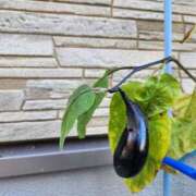 ヒメ日記 2025/10/30 17:36 投稿 上川いつき 宇都宮CLUB