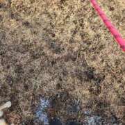 ヒメ日記 2025/12/27 11:56 投稿 上川いつき 宇都宮CLUB