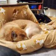 ヒメ日記 2025/12/31 22:06 投稿 上川いつき 宇都宮CLUB