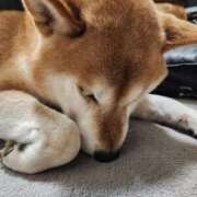 ヒメ日記 2026/02/18 11:31 投稿 上川いつき 宇都宮CLUB