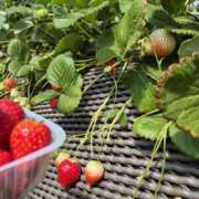 ヒメ日記 2026/03/24 18:20 投稿 上川いつき 宇都宮CLUB