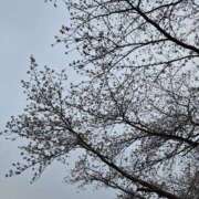 ヒメ日記 2026/03/30 12:30 投稿 上川いつき 宇都宮CLUB