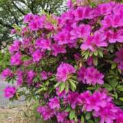 ヒメ日記 2026/05/07 13:44 投稿 上川いつき 宇都宮CLUB