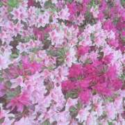 ヒメ日記 2025/06/10 00:16 投稿 桃花あいり 宇都宮CLUB