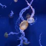 ヒメ日記 2025/08/24 19:36 投稿 沢田あや 宇都宮CLUB