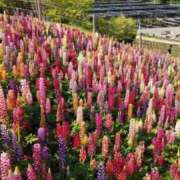 ヒメ日記 2025/04/21 12:26 投稿 吉高ゆりこ 宇都宮CLUB