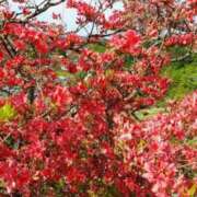 ヒメ日記 2025/04/30 23:56 投稿 吉高ゆりこ 宇都宮CLUB