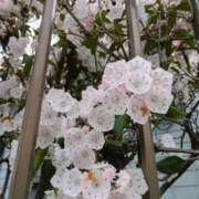 ヒメ日記 2025/06/10 13:26 投稿 吉高ゆりこ 宇都宮CLUB