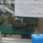 ヒメ日記 2025/06/14 21:46 投稿 吉高ゆりこ 宇都宮CLUB