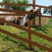 ヒメ日記 2025/07/17 21:26 投稿 吉高ゆりこ 宇都宮CLUB