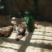 ヒメ日記 2025/10/28 11:16 投稿 吉高ゆりこ 宇都宮CLUB