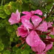 ヒメ日記 2025/06/07 12:00 投稿 あずさ カワサキEROTIC（ソープランド）