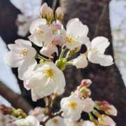 桜木まい おはようございます 熟女パラダイス岐阜店（カサブランカグループ）